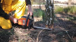  Osburn, ID Tree Removal Services Pros