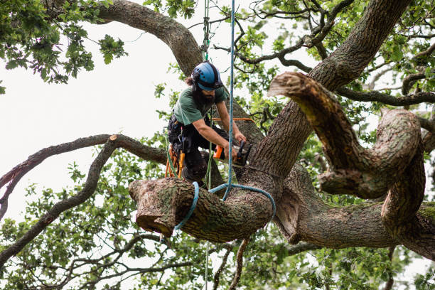 Best Storm Damage Tree Cleanup  in Osburn, ID