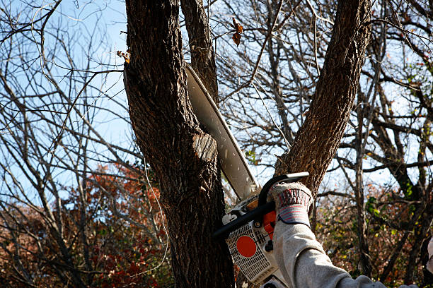 Best Tree and Shrub Care  in Osburn, ID