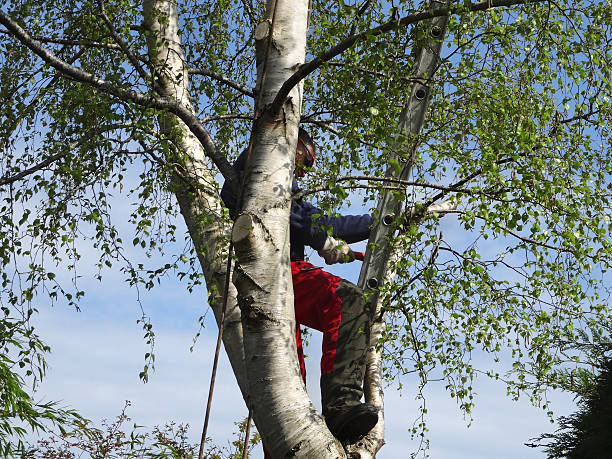 Best Commercial Tree Services  in Osburn, ID