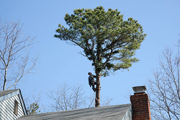 Best Hedge Trimming  in Osburn, ID